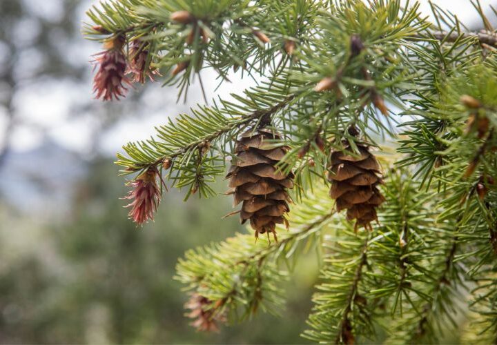 ¿Qué se puede hacer con conos de pino? Ideas