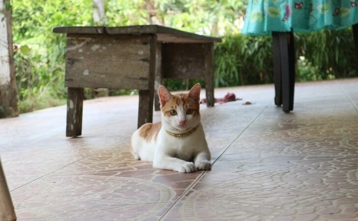 ¿Qué significa cuando un gato desconocido se acerca a ti?