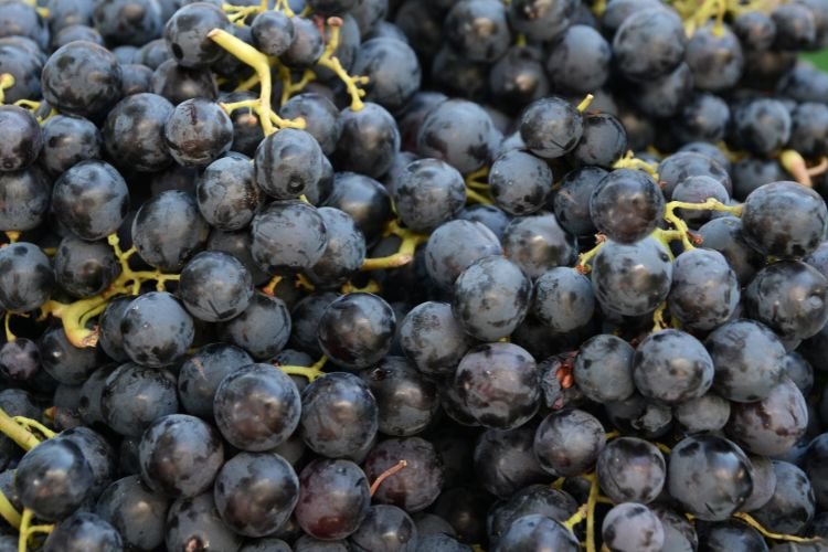 ¿Qué significa soñar con uvas negras?