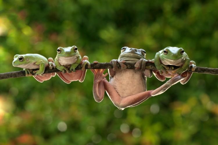 ¿Qué significa soñar con ranas?