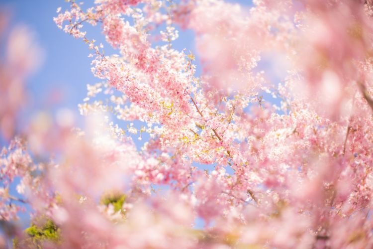 ¿Cómo detecta una planta la llegada de la primavera?