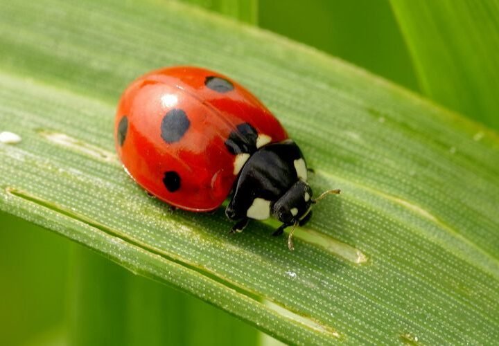 ¿Cómo perciben el tiempo los insectos?