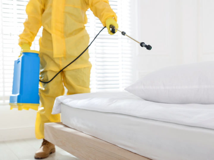 Insecticida para chinches: guía completa para eliminar las chinches de cama