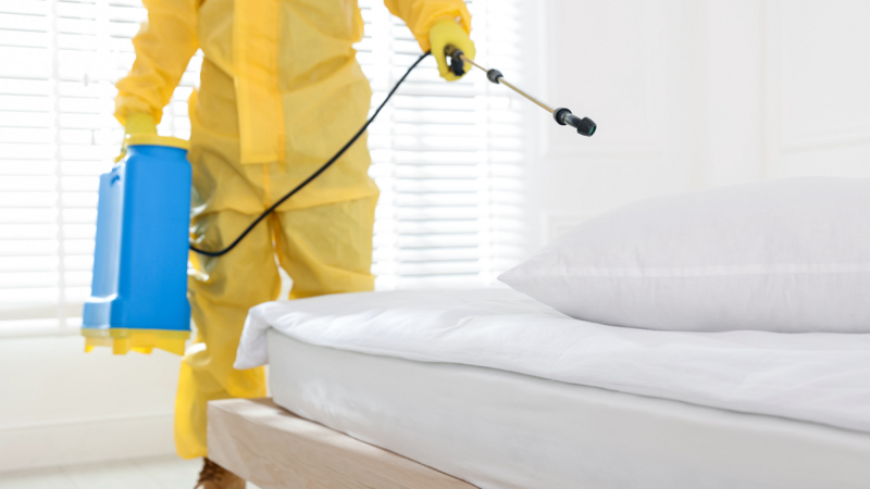 Insecticida para chinches: guía completa para eliminar las chinches de cama