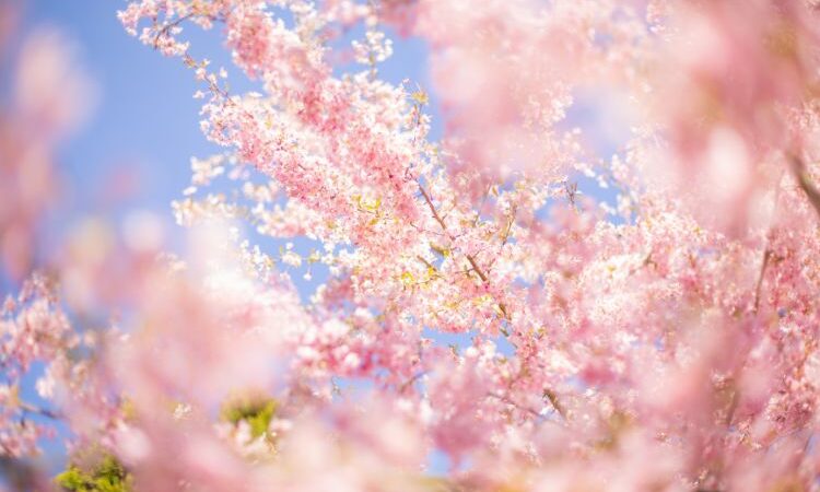 ¿Cómo detecta una planta la llegada de la primavera?