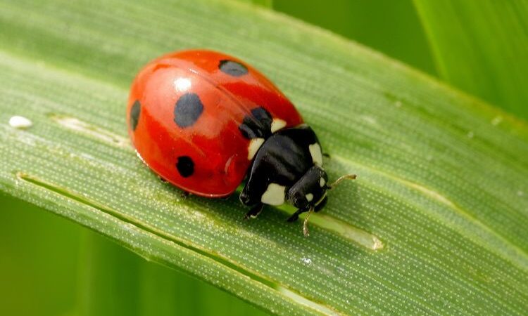 ¿Cómo perciben el tiempo los insectos?