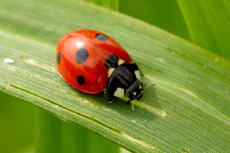 ¿Cómo perciben el tiempo los insectos?