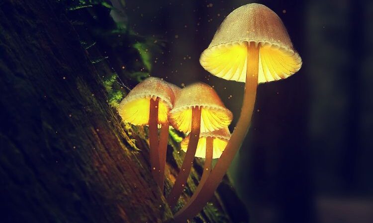 ¿Por qué algunas especies de hongos brillan en la oscuridad?