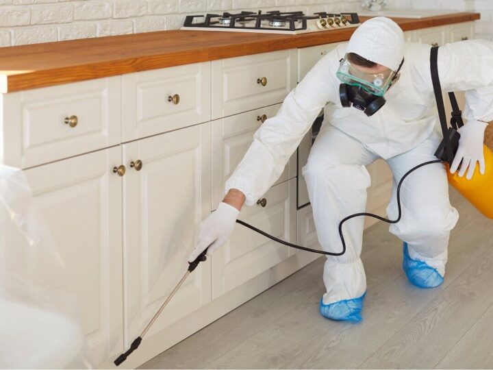 Infestación de cucarachas en la cocina: uso adecuado de insecticidas