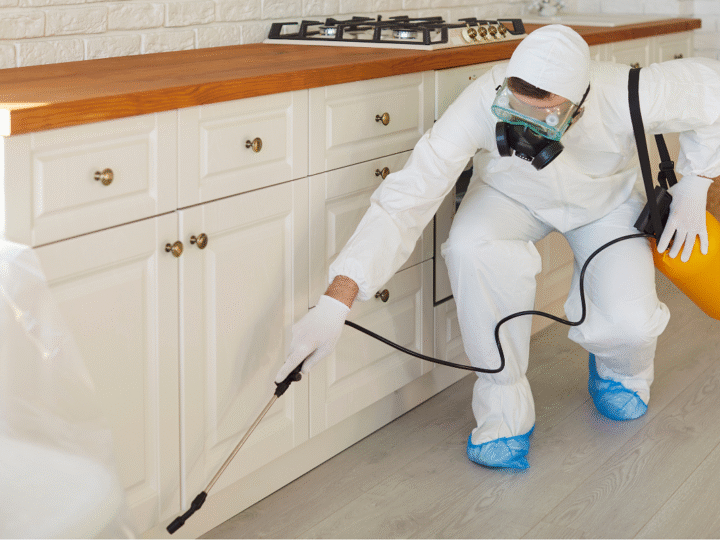 Infestación de cucarachas en la cocina: uso adecuado de insecticidas