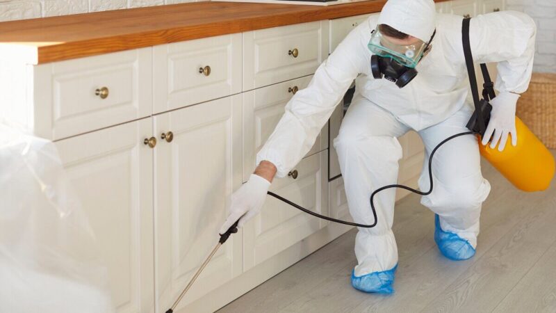 Infestación de cucarachas en la cocina: uso adecuado de insecticidas