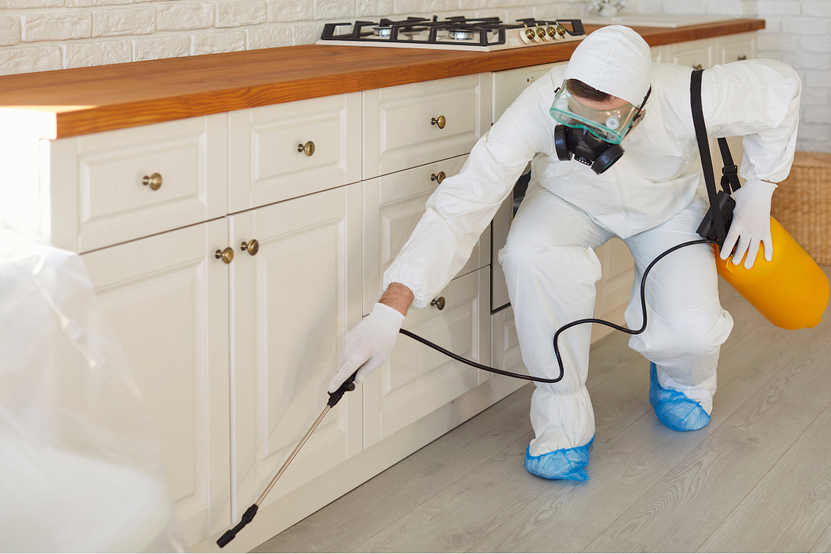 Infestación de cucarachas en la cocina: uso adecuado de insecticidas